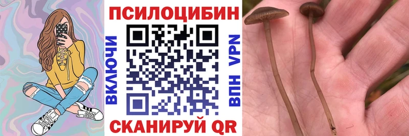 наркотики  Сосновоборск  Псилоцибиновые грибы мицелий 